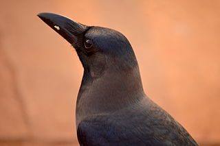 Sri Lankan Crow, source: Wikimedia Commons